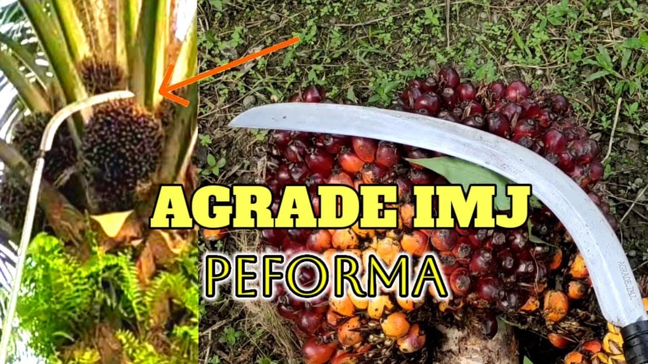 tes ketahanan sabit Agrade imj panen sawit buah batu/dura