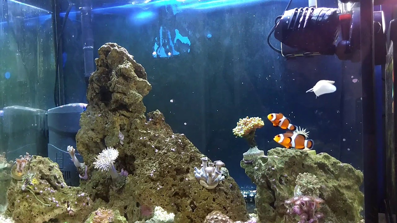 Acuario marino Hydra 80: Hydra o Skimmer, mejor los dos
