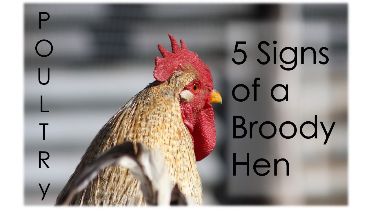 5 Signs of a Broody Hen