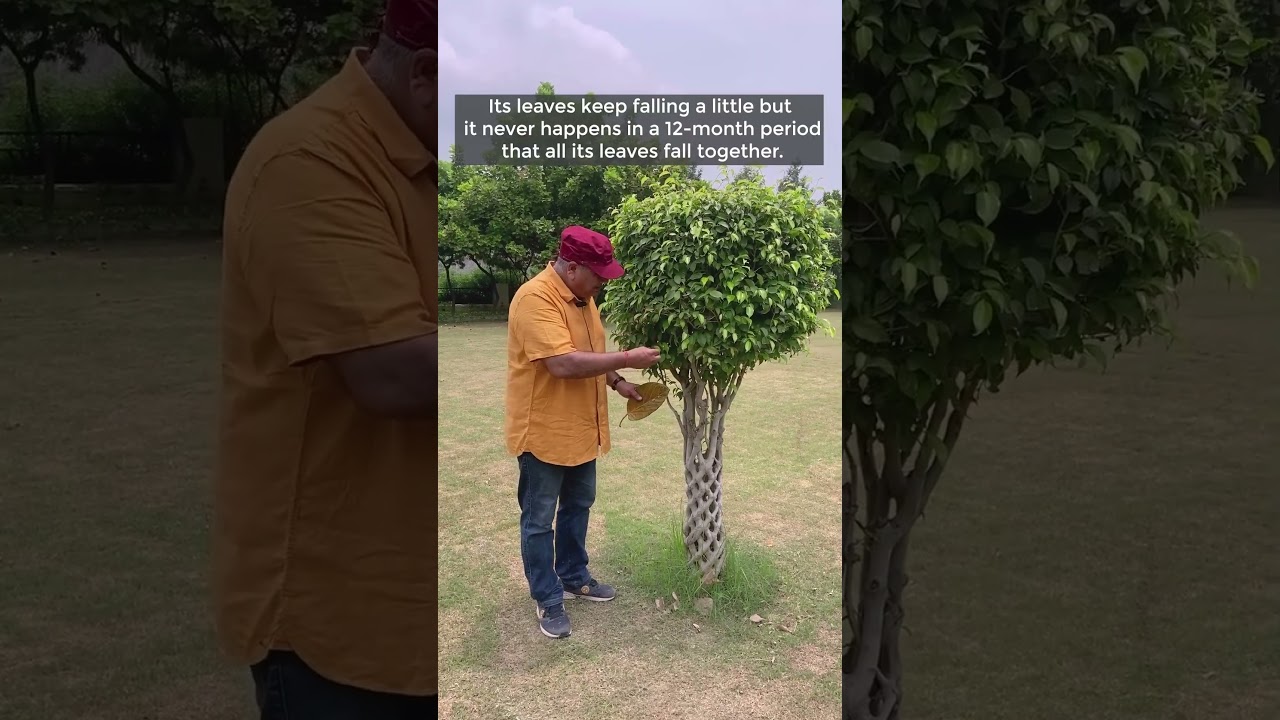 Ficus Benjamina (Weeping Fig) | An Evergreen Tree