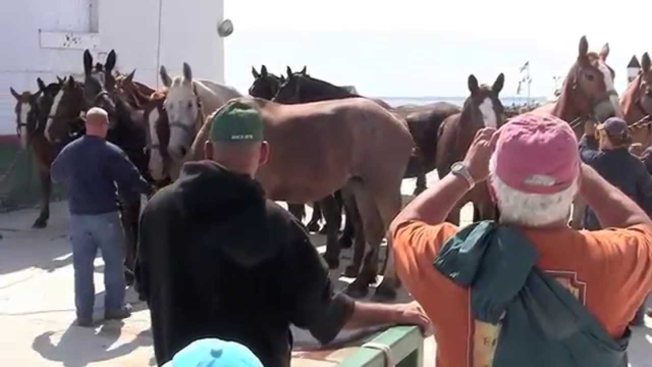 Horses Leaving Mackinac