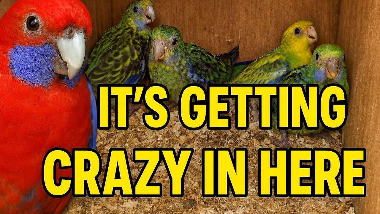 Mum’s Mealtime Chaos! Hungry Rosella Chicks Go Wild in the Nest 🐣 @fauNature  @GreenFeathers 