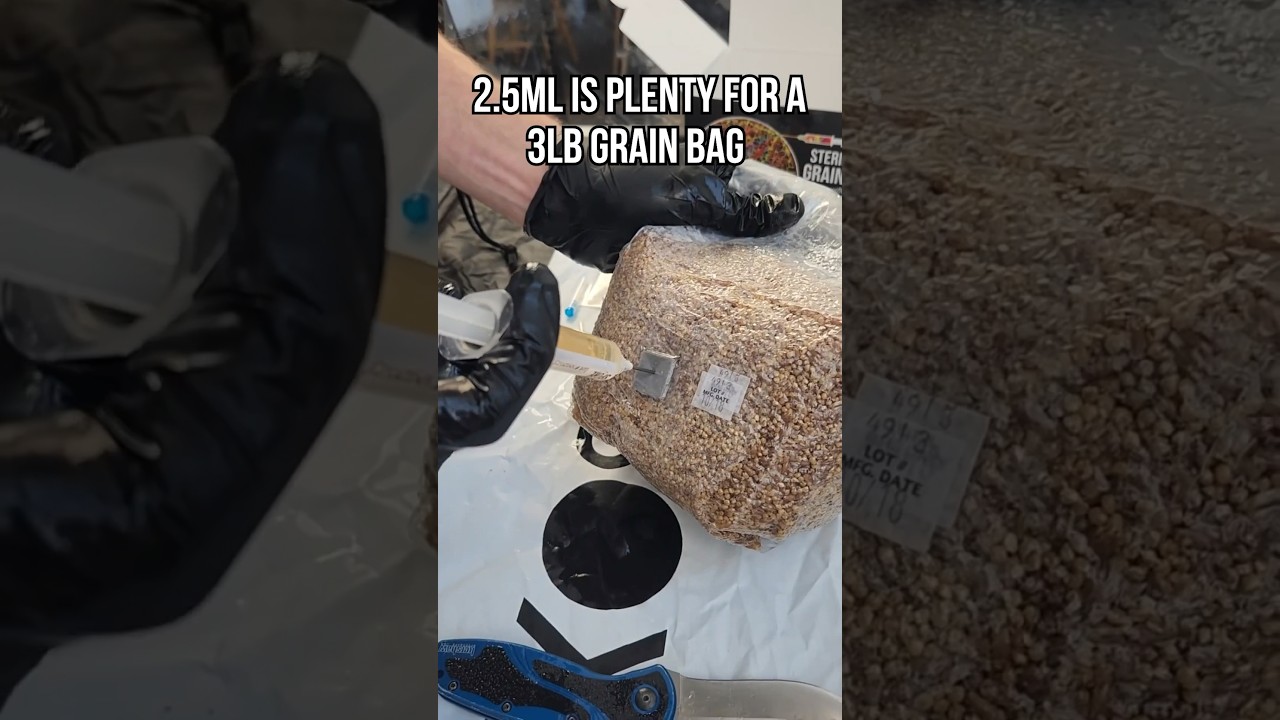 How to Inoculate a Grain Bag with Injection Port | Grow Mushrooms
