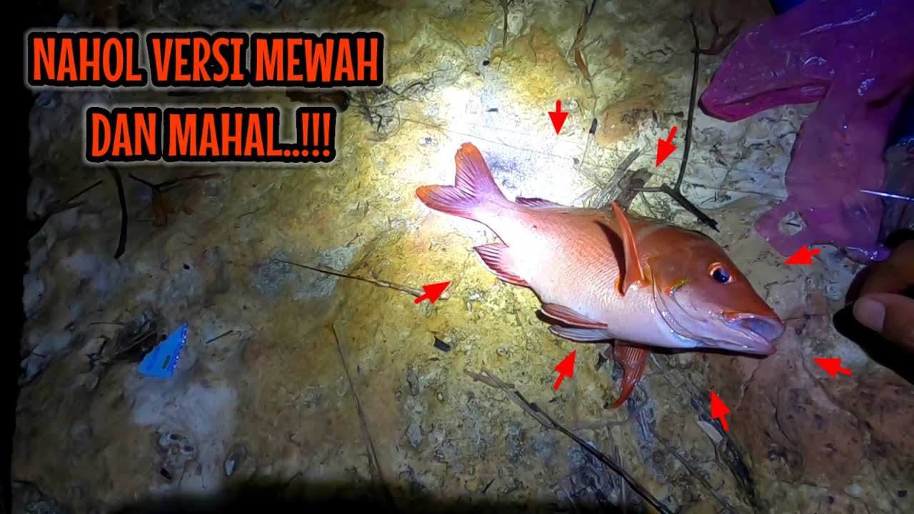 WAJAR KALAU MAHAL‼️SUSAH SEKALI UNTUK BISA DAPAT IKAN INI | NAHOL MANIA libur mancing ikan red devil