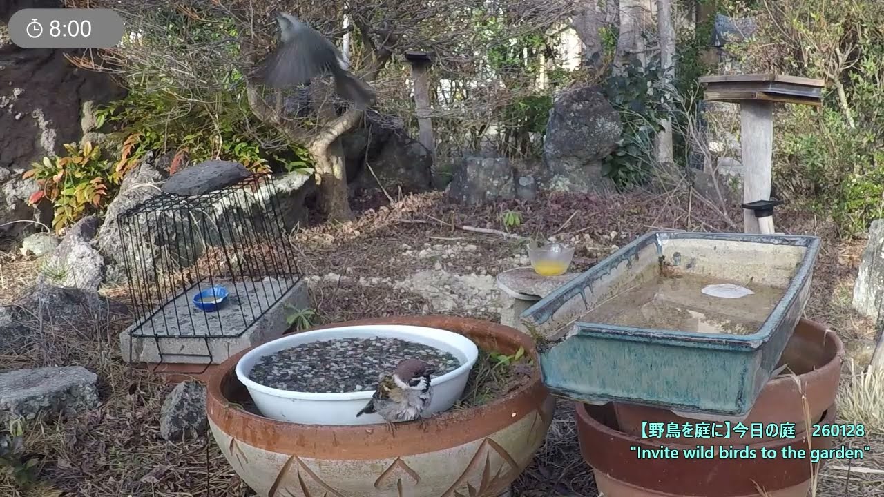 野鳥を庭に　260128　スズメ　メジロ　ヒヨドリ