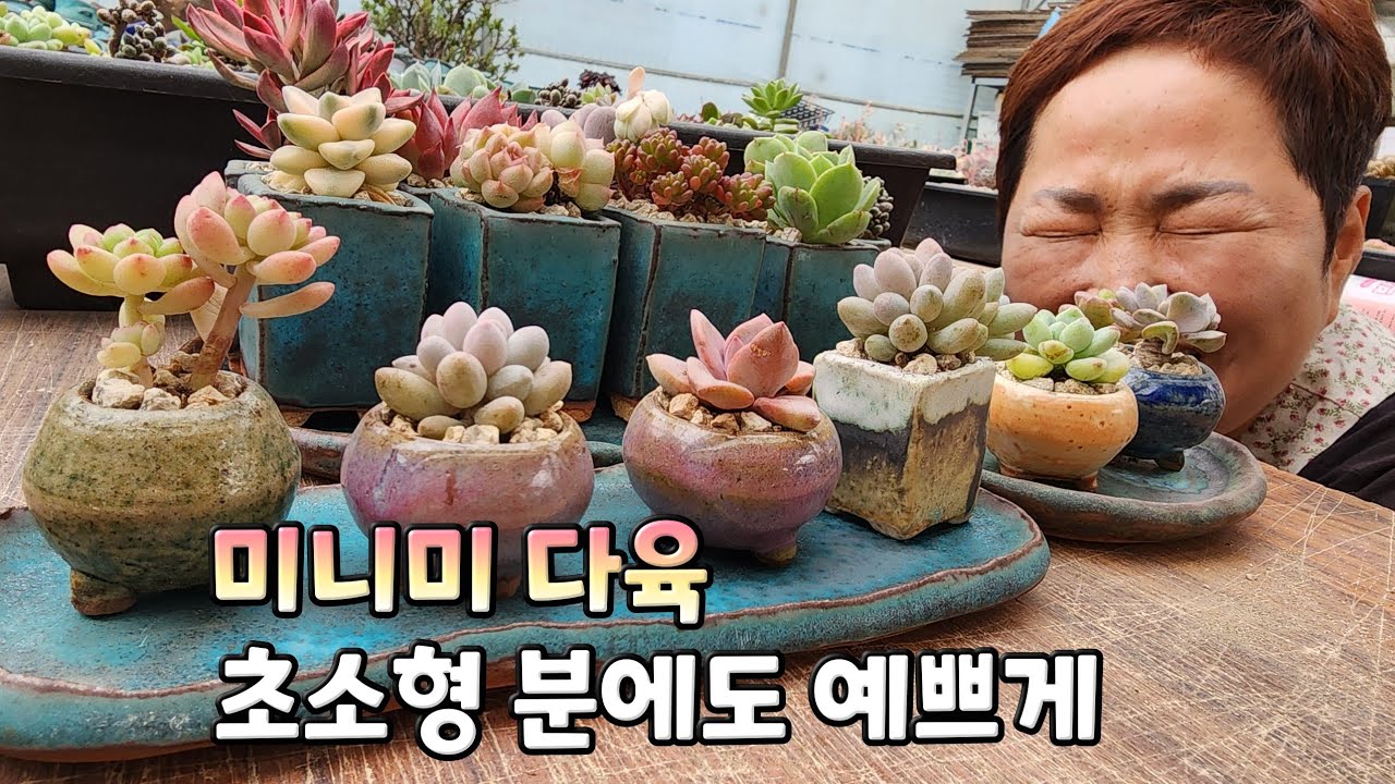 초미니 화분에 다육이!!! 사무실에도 집 인테리어에도 짱 어울립니다!!![2023.04.15]