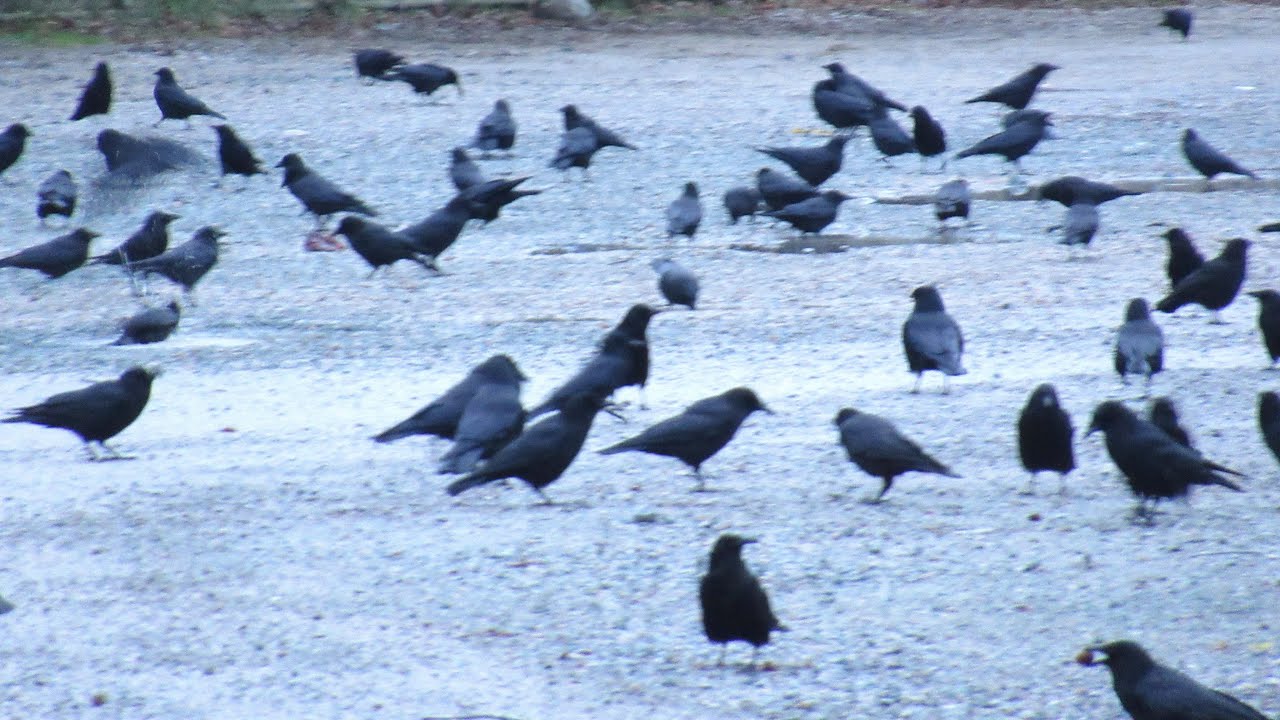 Crows CAWING FLYING Off