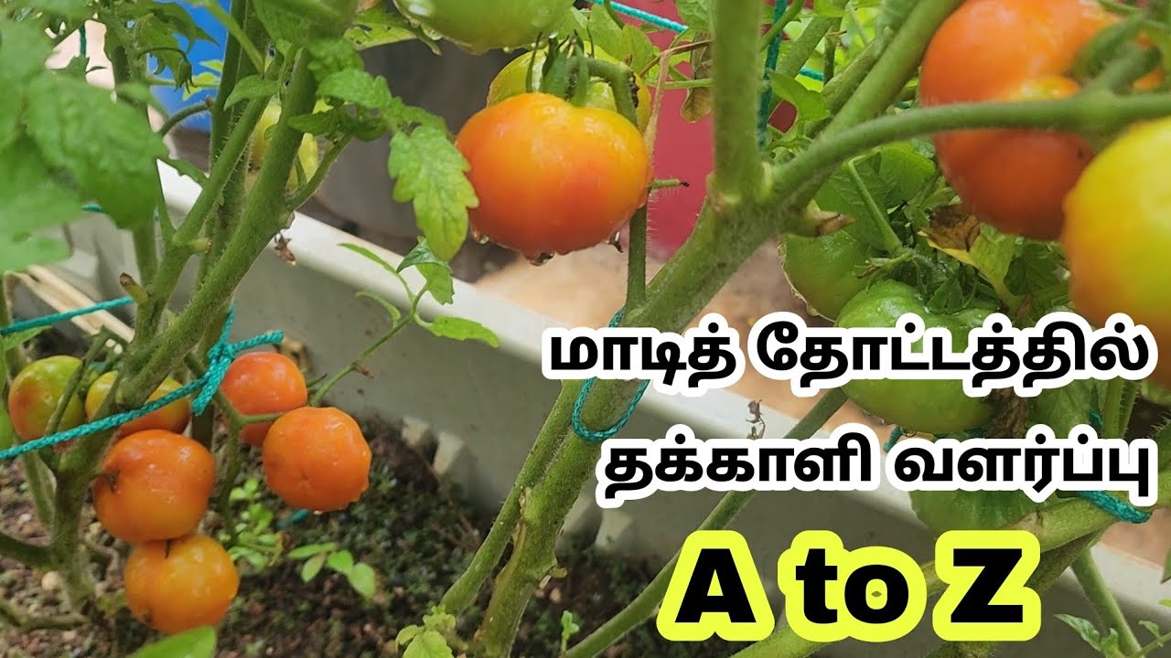 மாடித் தோட்டத்தில் தக்காளி வளர்ப்பு - How to Grow Tomatoes in Terrace Garden - Tamil