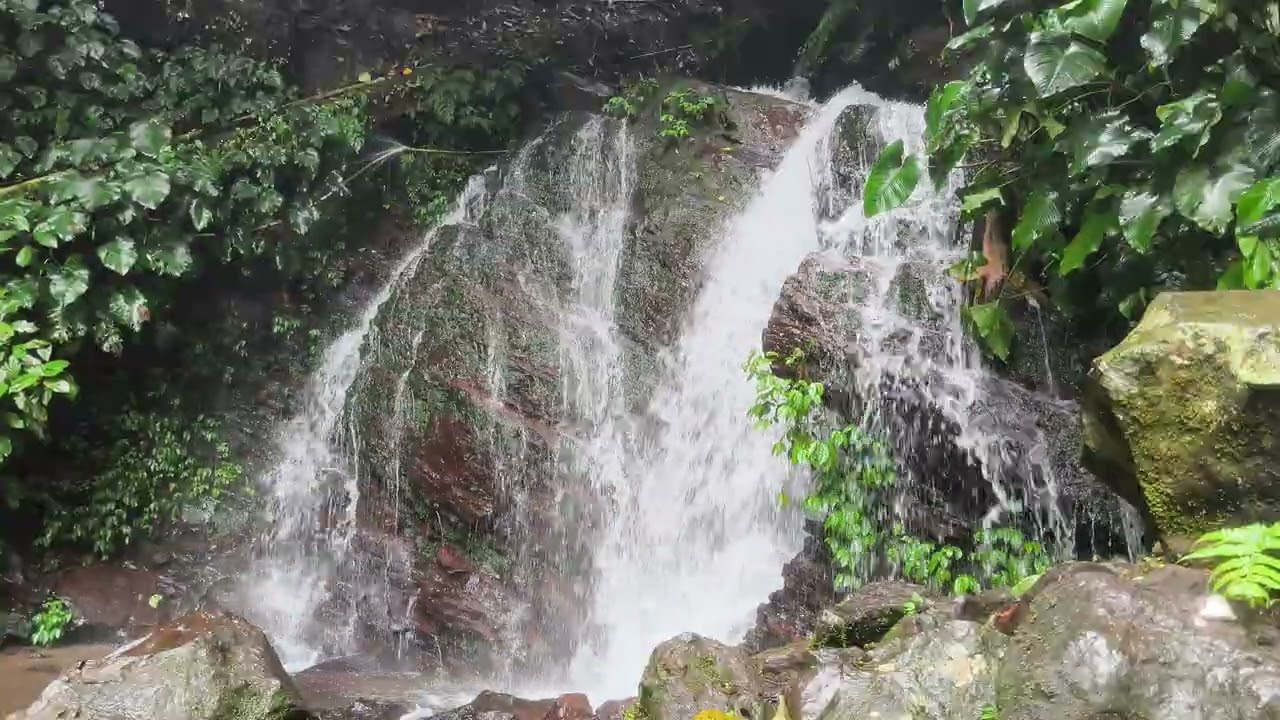 Natural Waterfall Sounds | 1 Hour of Calm Forest ASMR