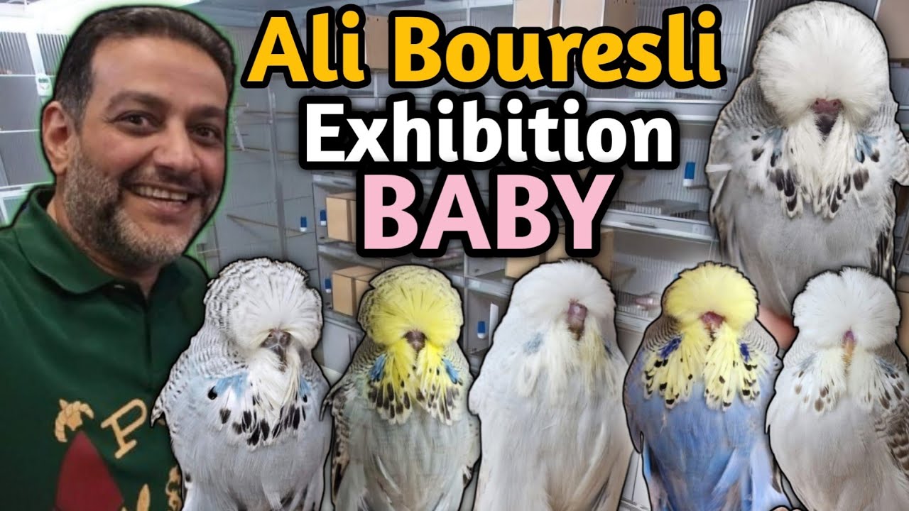 Champion Exhibition Budgie Breeder Ali Bouresli from Kuwait | Ali's Exhibition Baby | Top Stud Ever