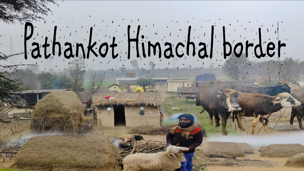 Pathankot Himachal border vilayati sheep purchase at M R BOSS 🖤. #pathankot #himachal #india #viral