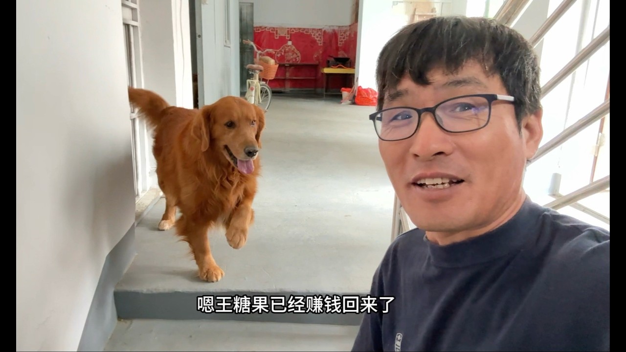 主人叫了大金毛一句二百五彻底把它惹毛了！