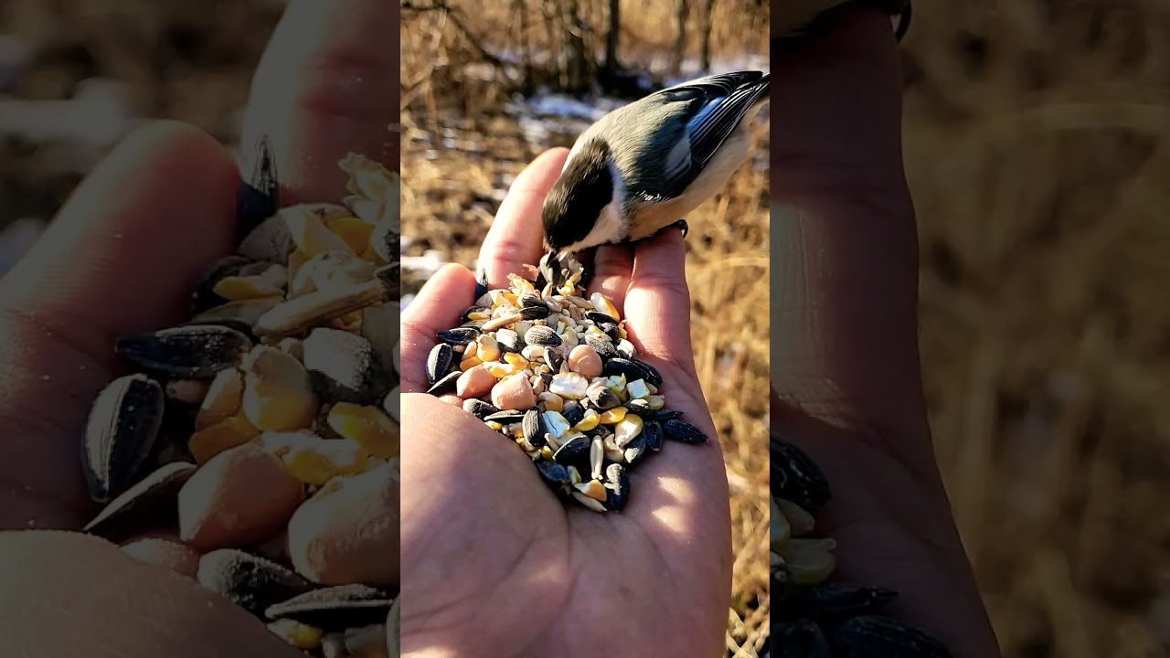 Birds Lover 💝