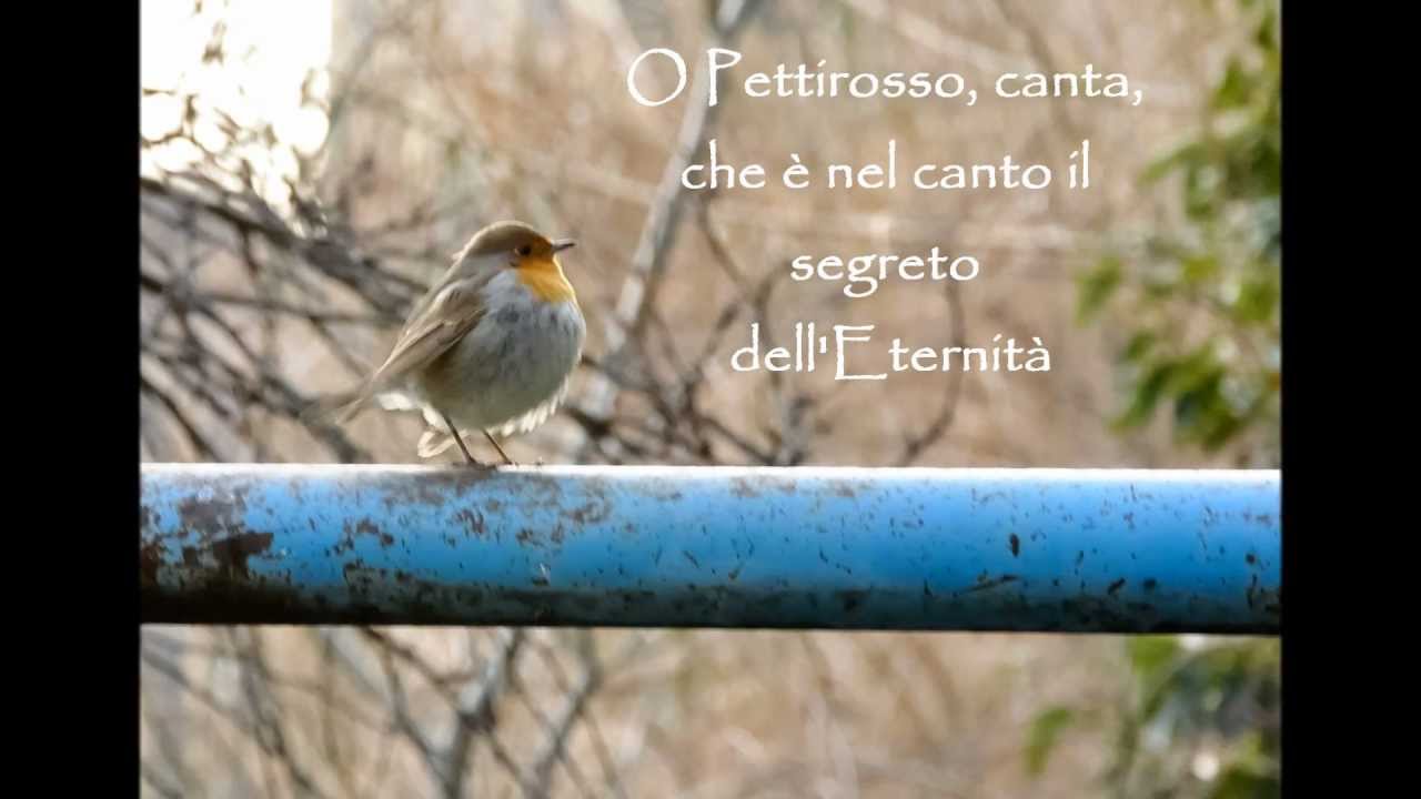 Il Pettirosso (poesia di K.Gibran)