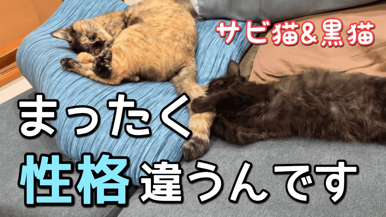 我が家の猫の性格が違いすぎるので子猫時代を比べてみた結果