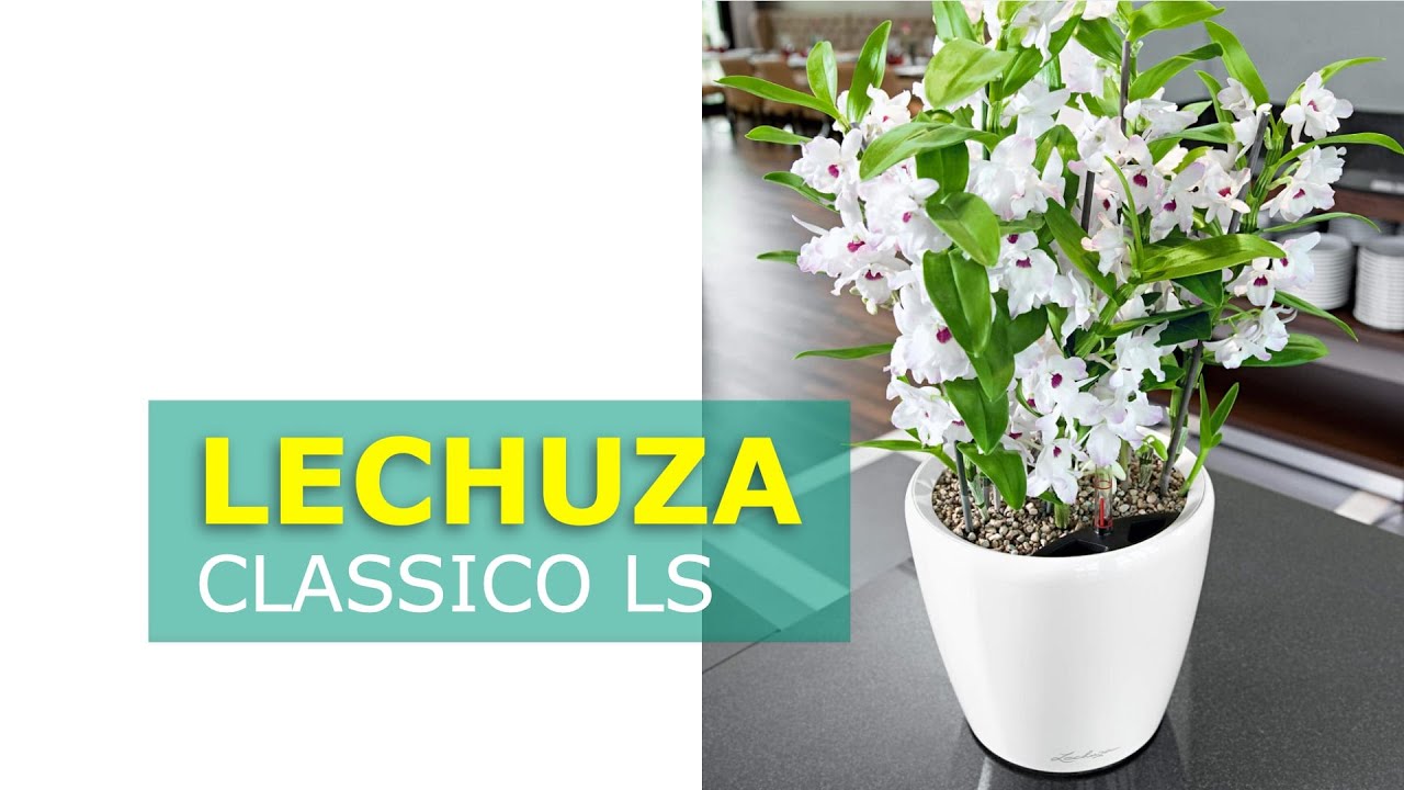 Кашпо с автополивом LECHUZA CLASSICO LS / Драцена