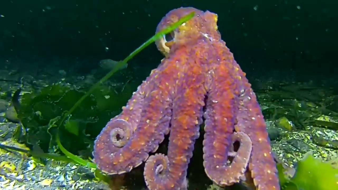 One…. Two…… three octopus PNW scuba diving 