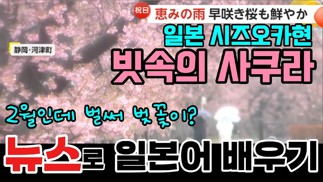 [일본뉴스-독해 해설 강의]-국경일에 오랜만의 비… 이른 사쿠라 가와즈자쿠라는 사람이 붐비지 않아 ‘여유롭게 볼수 있다’ -ANN