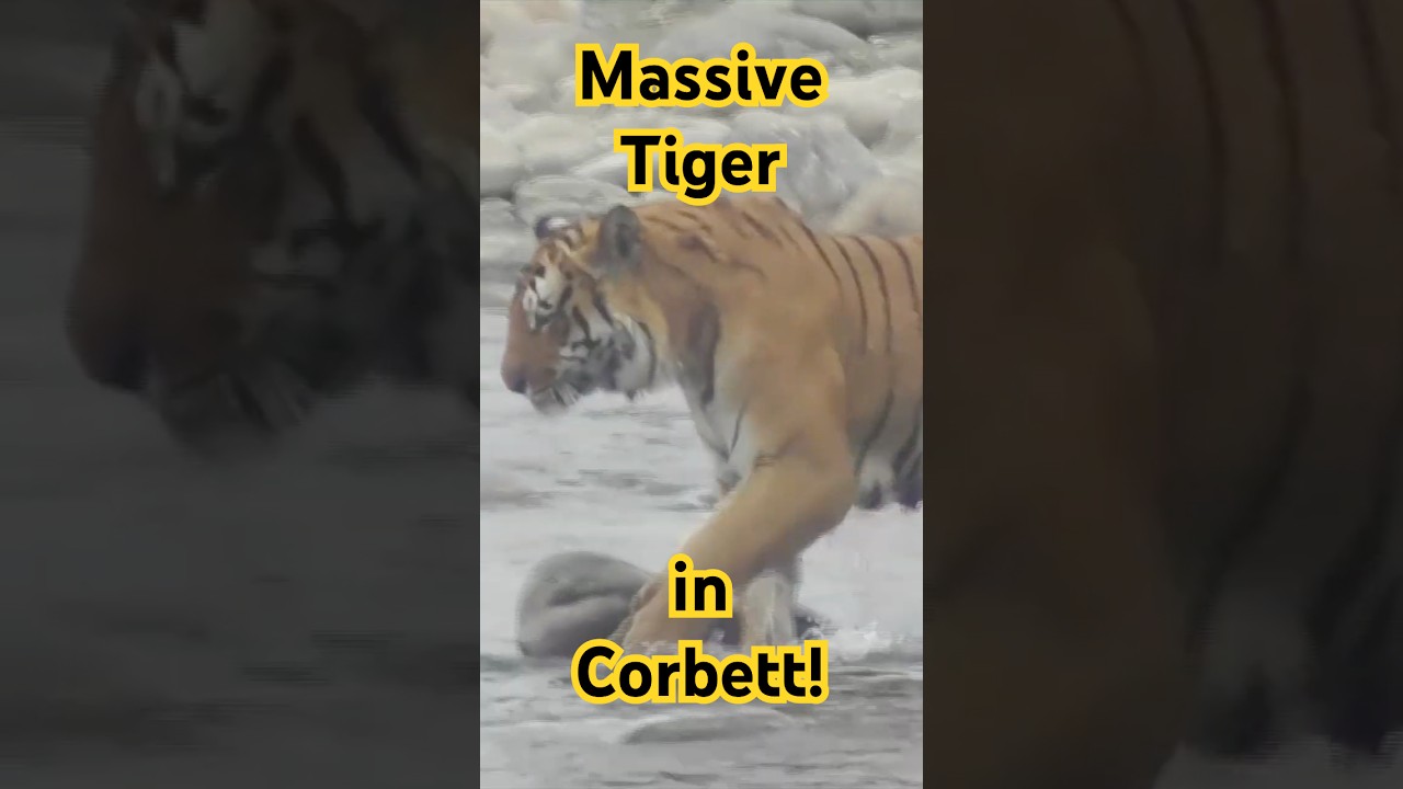 Massive Tiger in Corbett!