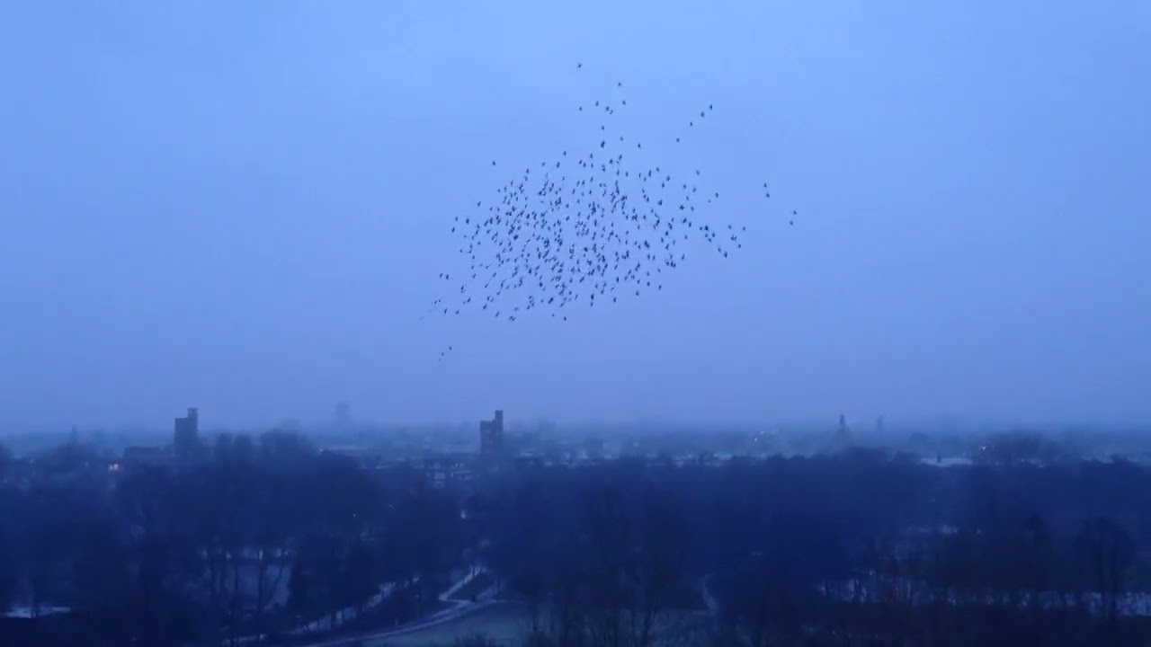 Thijs van der Linden - Je suis