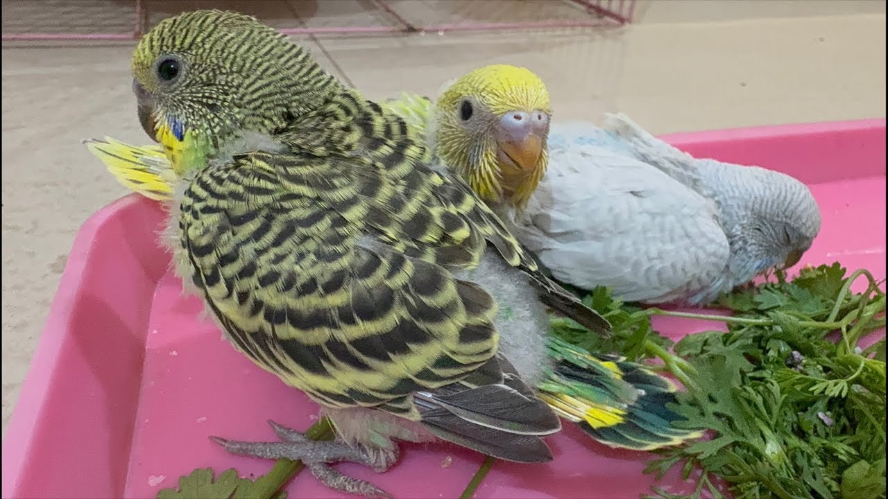 lovebirds cute video
