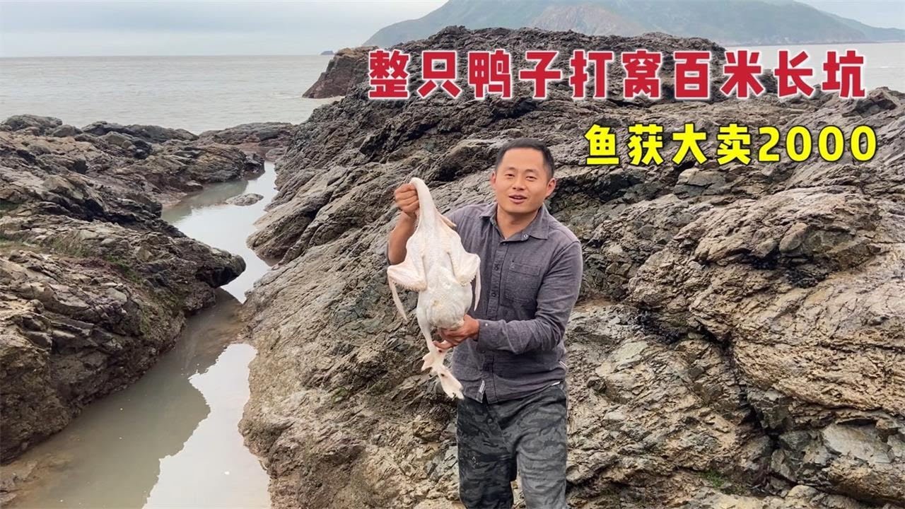 【阿向赶海】 鸭肉打窝百米长坑 抓获300一斤的黄金螺 猛货聚窝大卖2000元翻