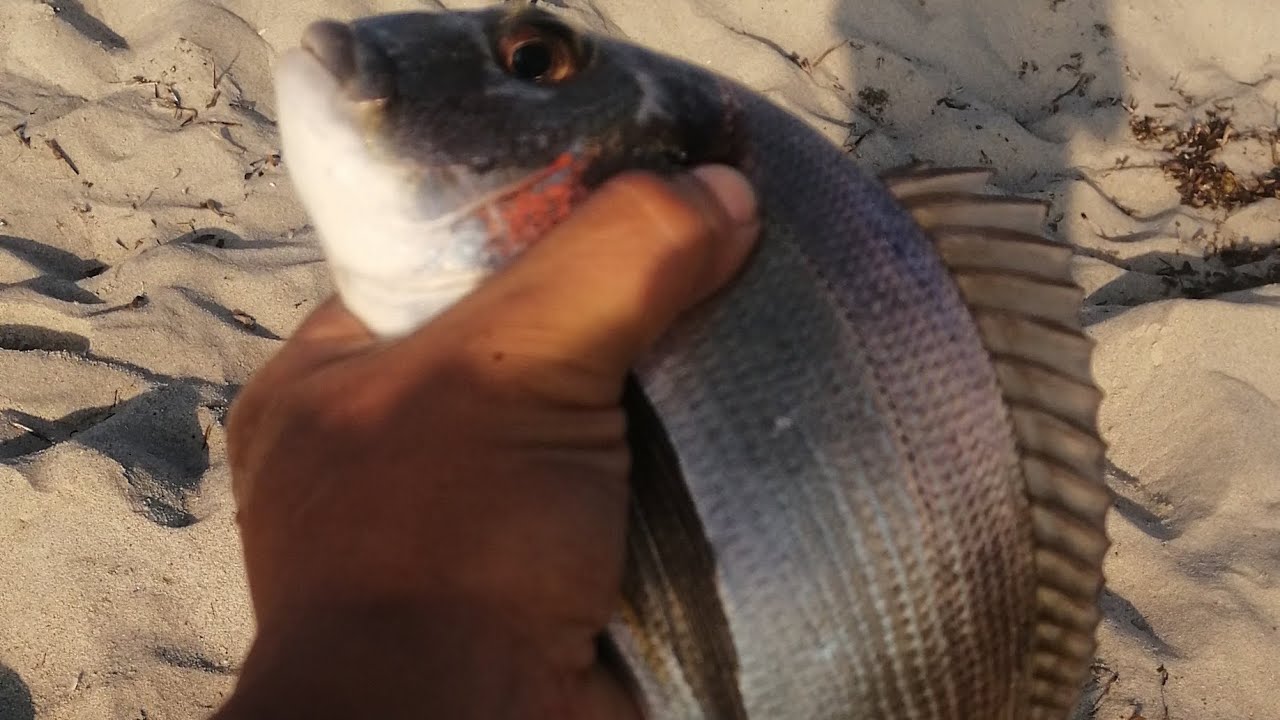 Pesca con la bolognese in spiaggia 🎣🐟🐠