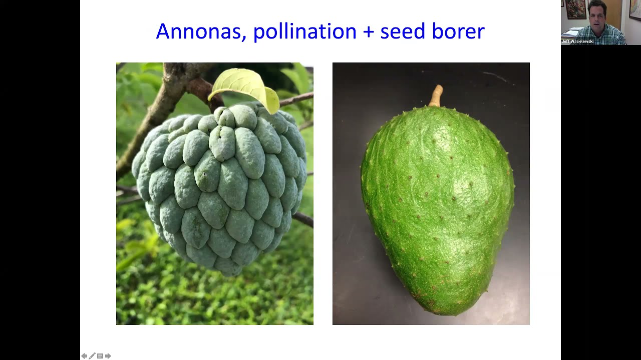Tropical Fruit for MGVs