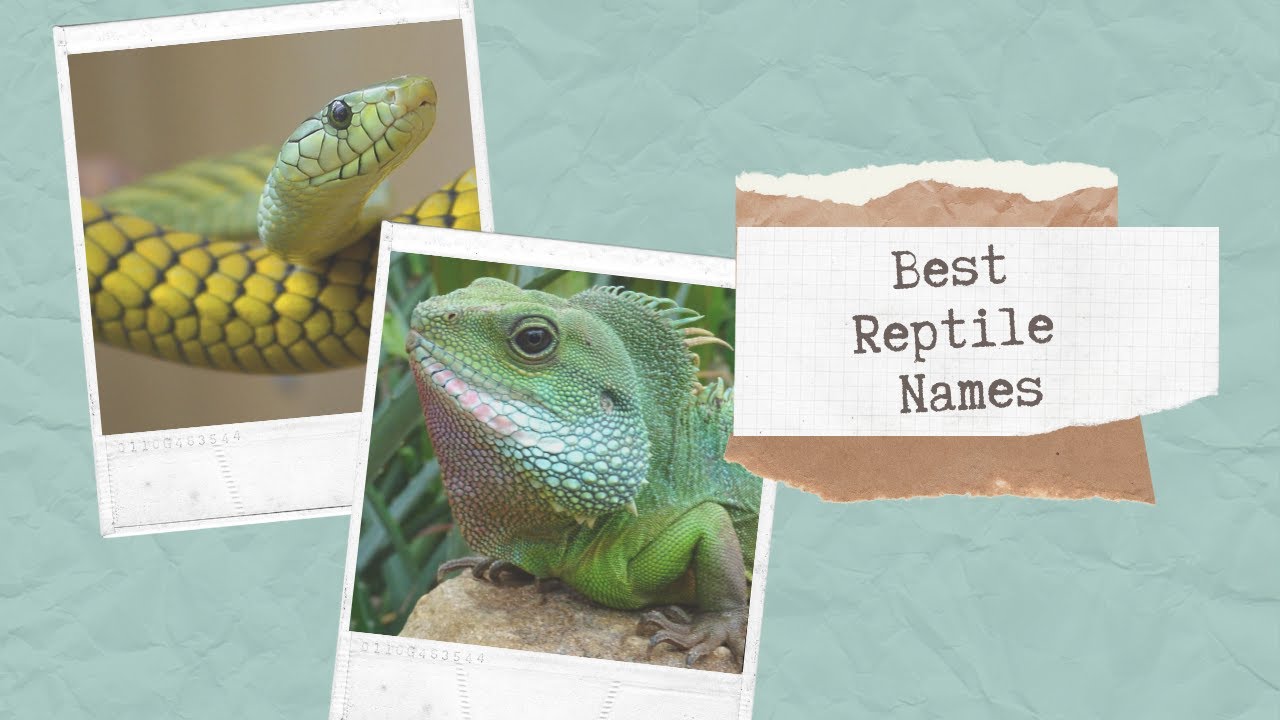 28 Best Reptile Names - Snake, Lizard, Iguana And Many Others