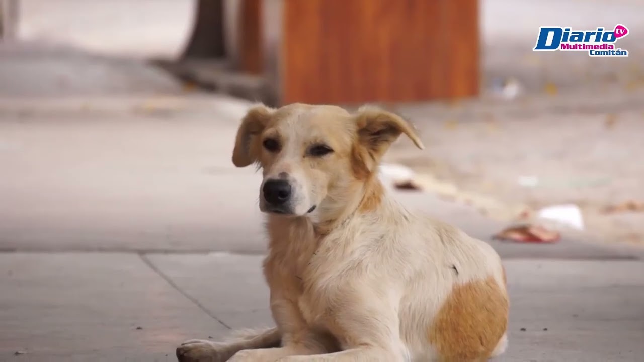 💉 🐶🐱 #Cápsula || Realizan jornada de vacunación antirrábica//