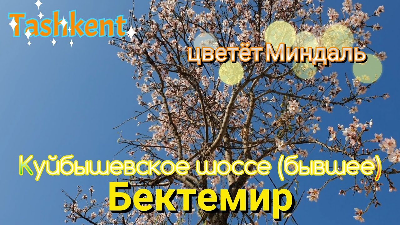 Uzbekistan Tashkent Фаргона йули  Бектемир      Зацвел МИНДАЛЬ