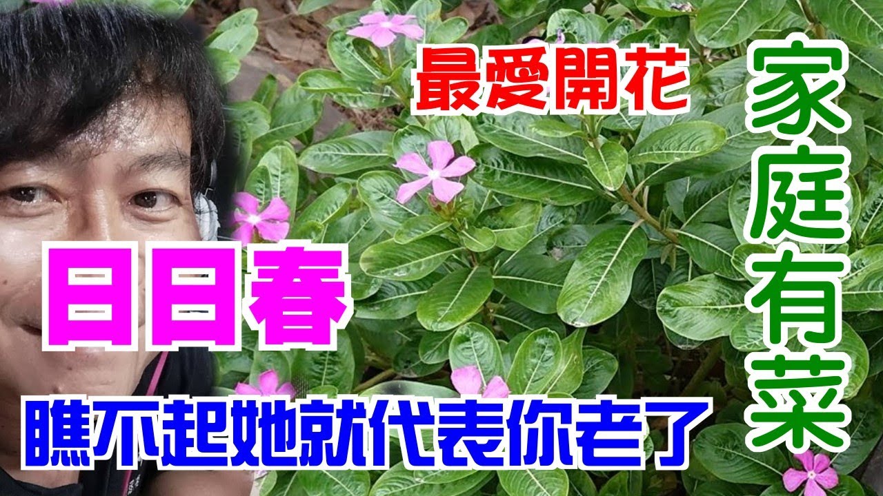【家庭有菜】以前很不起眼日日春，現在完全不一樣了。