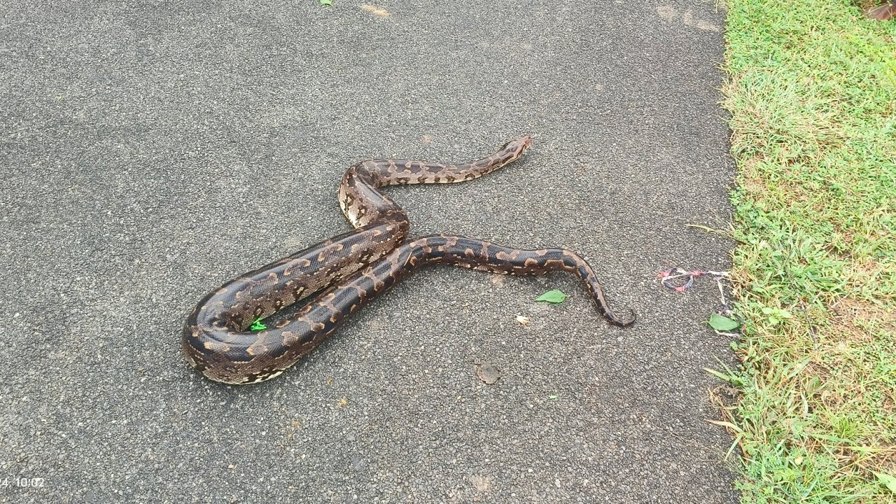 மலைப்பாம்பு python rescue 🛟#python #rescue #mrflyingbird #fishing #entertainment #viralvideo 