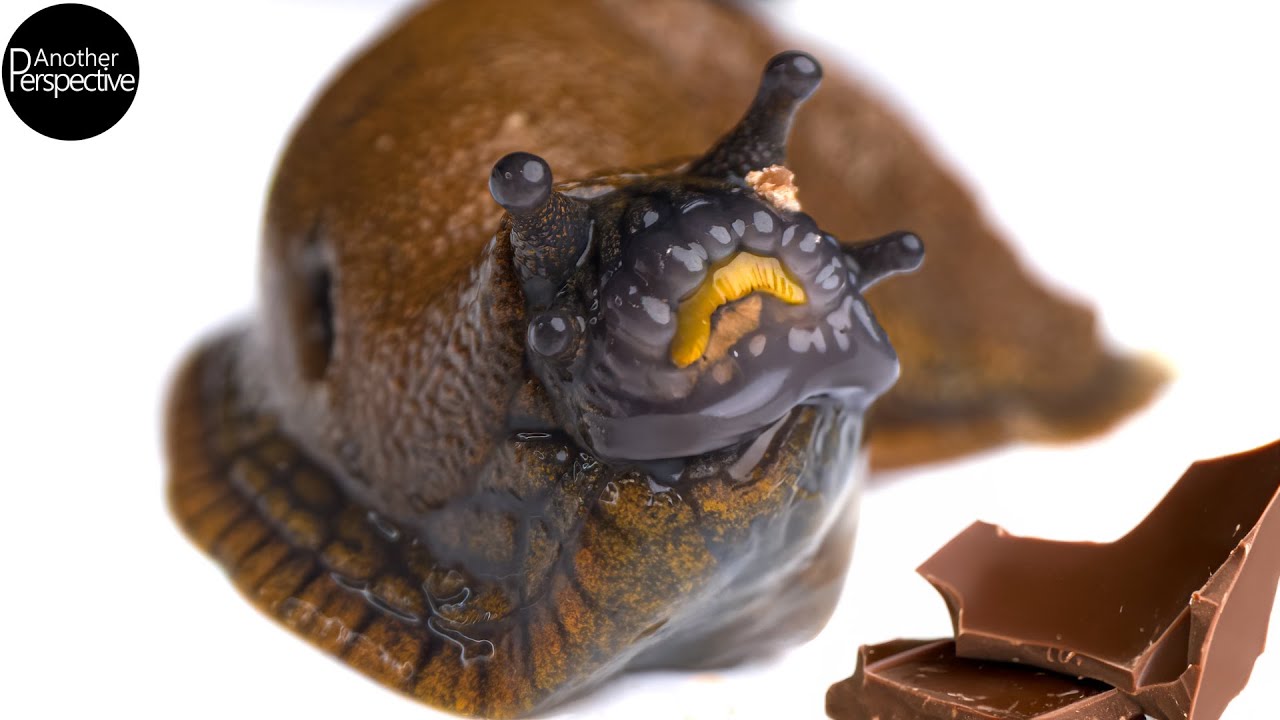 Slug eat Chocolate