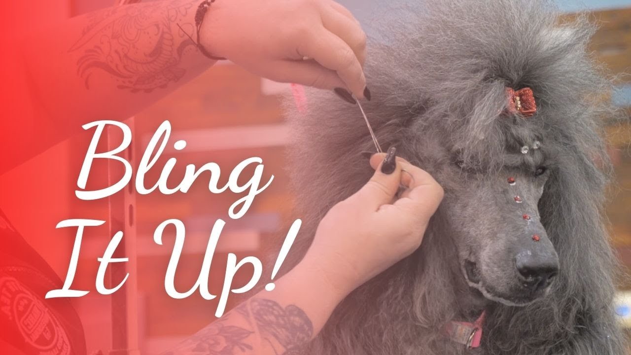 Easy Dog Accessories