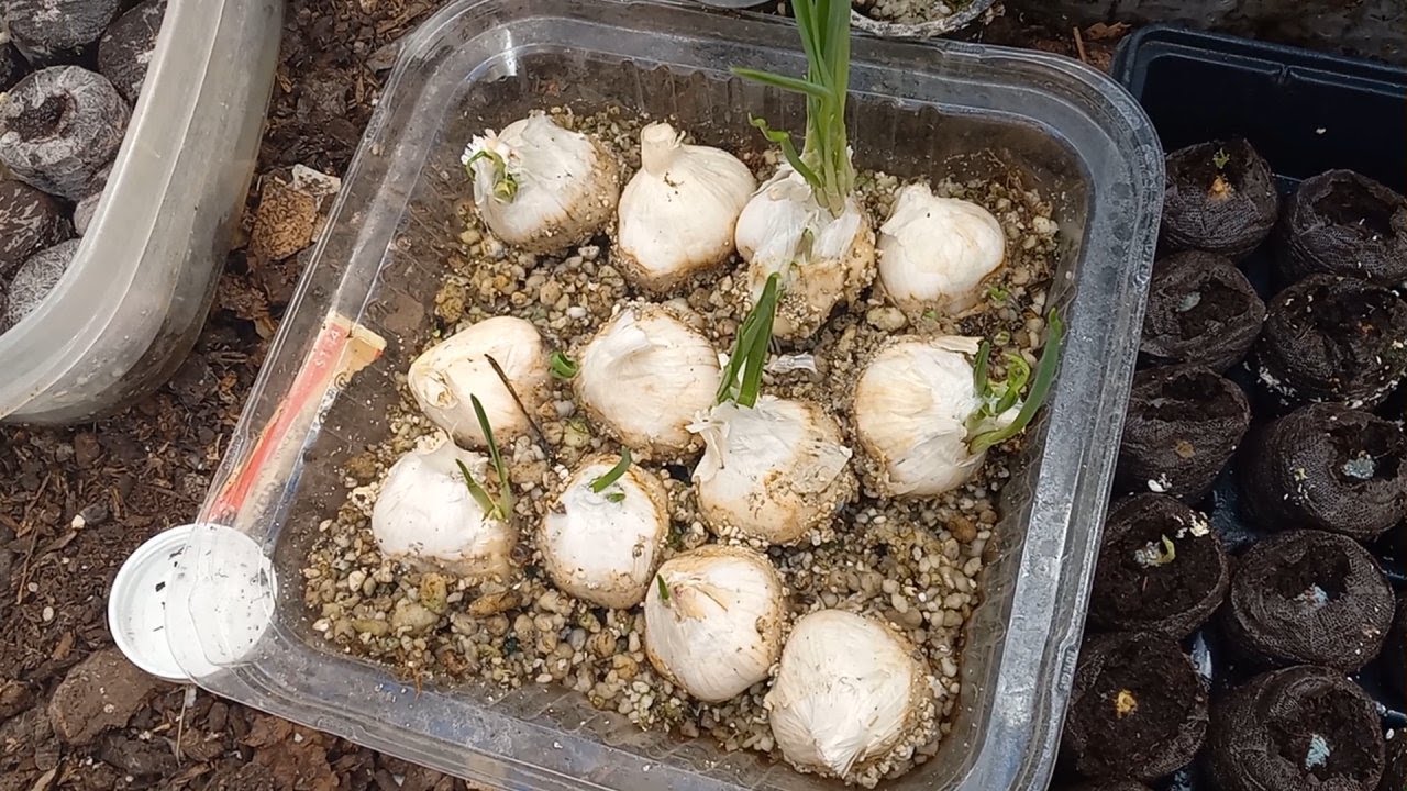 Starting Greenhouse Garlic