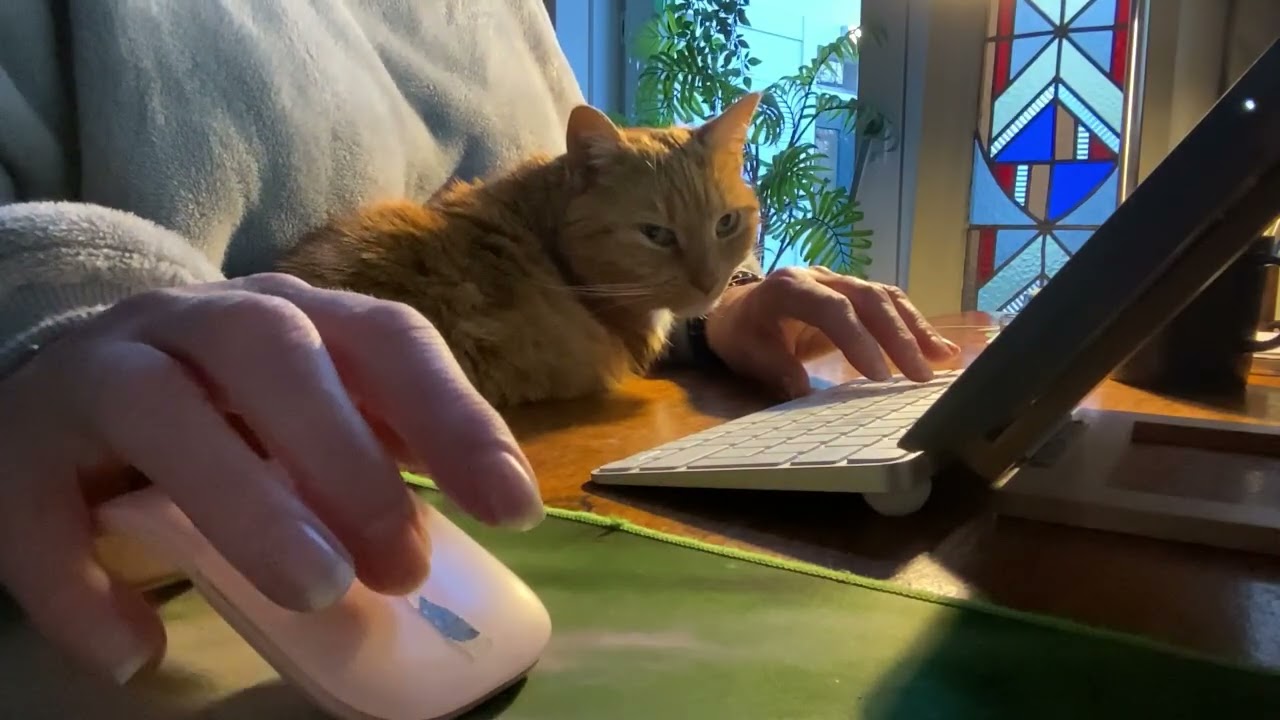 Cat and work, no music, work with us