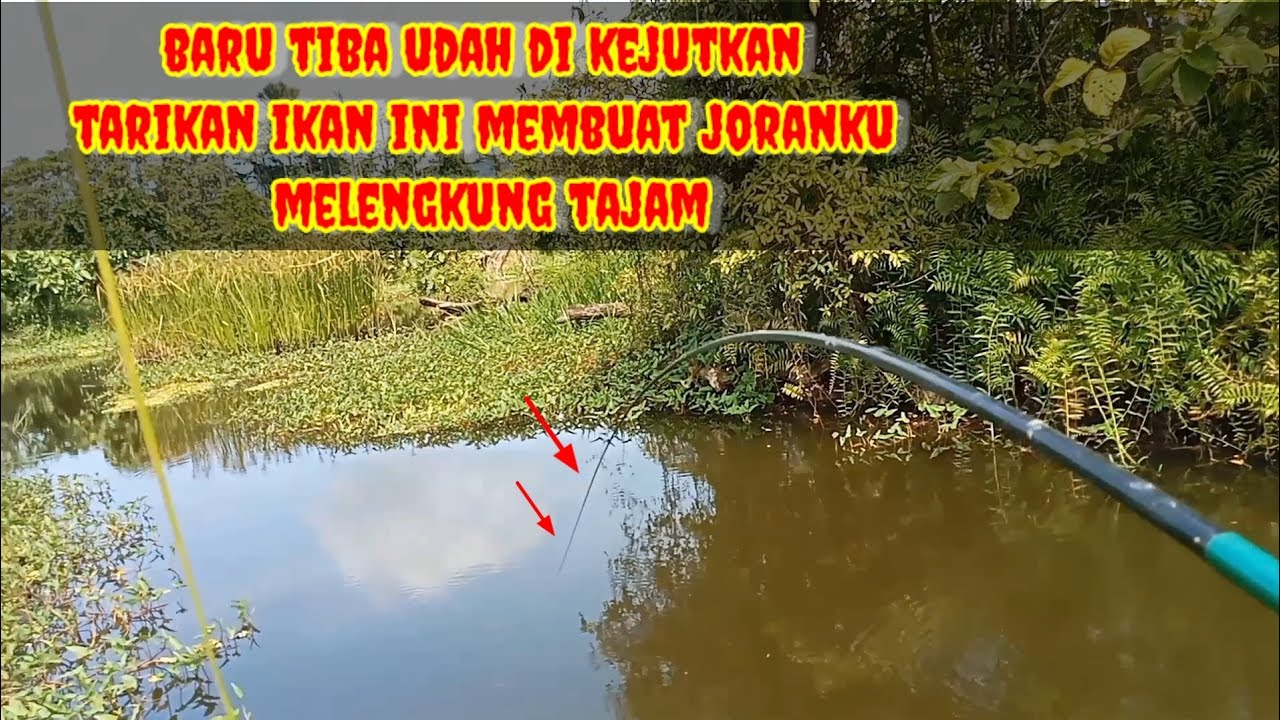 Mancing di bekas kolam jebol masi ada kejutan joran sampai melengkung tajam