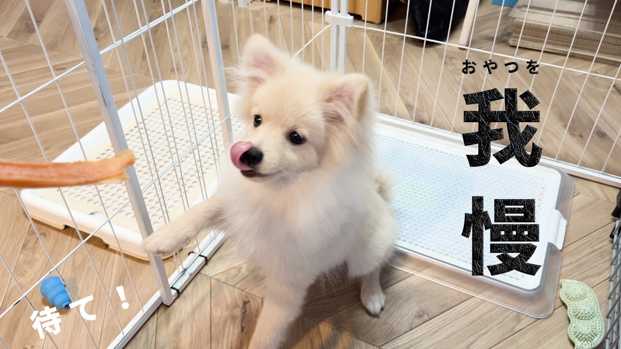 【しつけ記録】待てできる？子犬(ポメラニアン)の挑戦！He Loves Treats, But Can He Wait? Pomeranian Puppy Challenge🐾