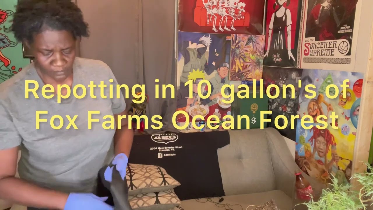 Trimming & Repotting Freakshow Cannabis Plant