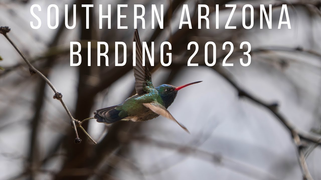 Southern Arizona Birding 2023
