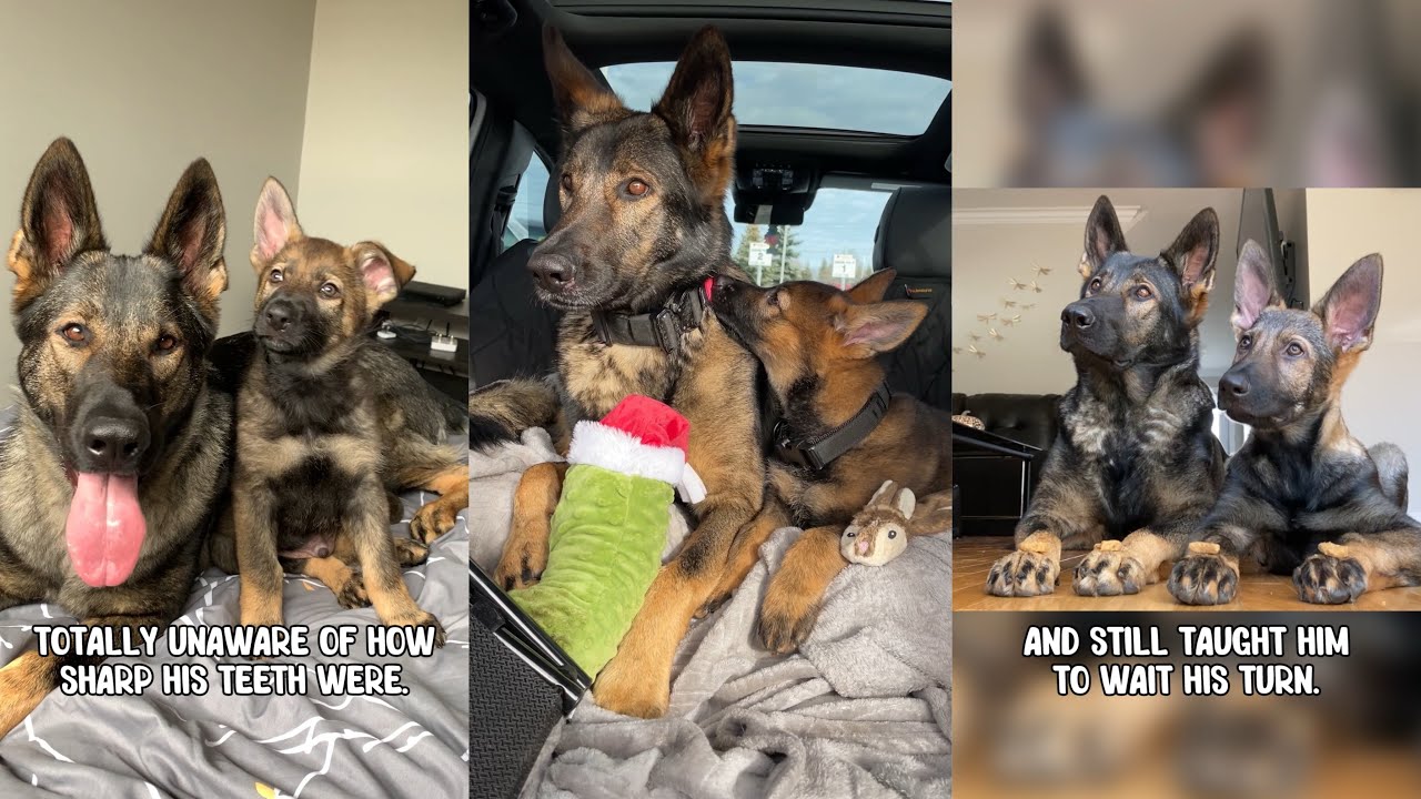 How One Queen Raised a Pack of Goofballs