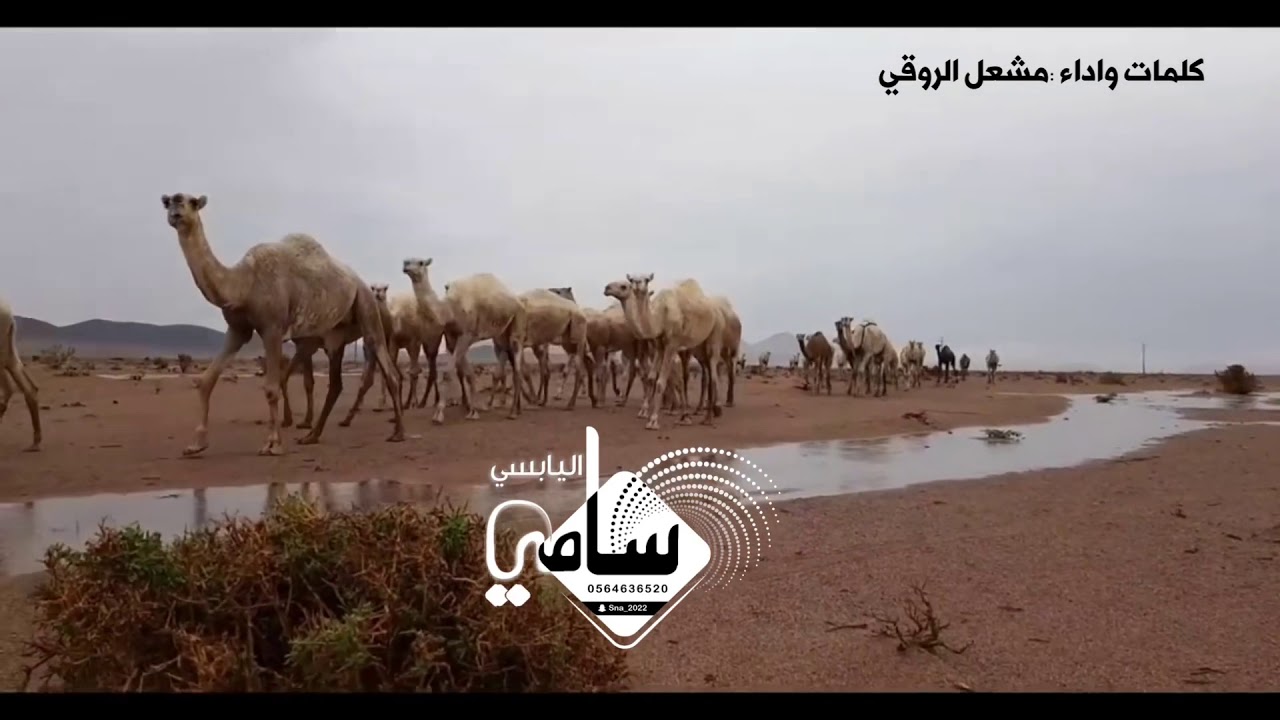 اليالي وعيني تسهر النايظ البرق كلمات واداء مشعل الروقي #الشتاء