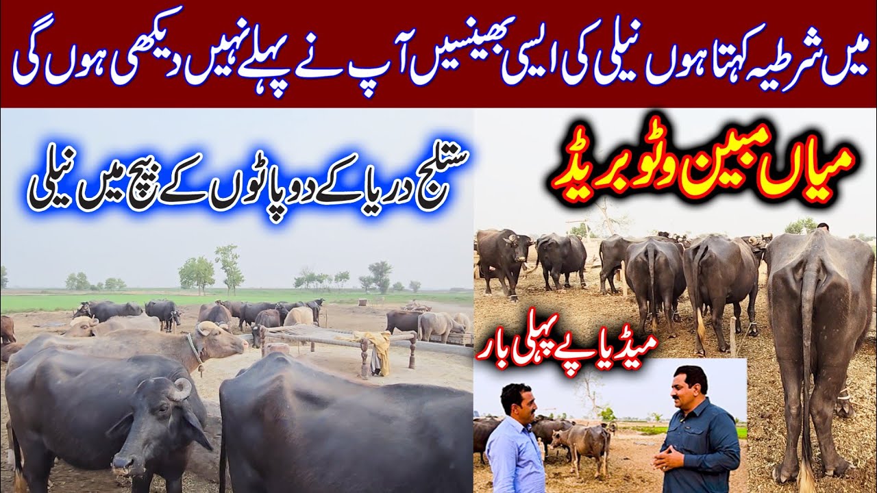 Mian Mubeen Watto buffaloes breed nili | buffalo farming | buffalo breeding farm | pure nili buffalo