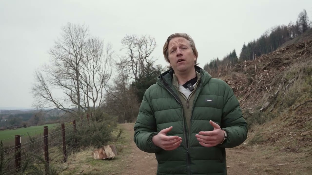 Giant Sequoias in the UK