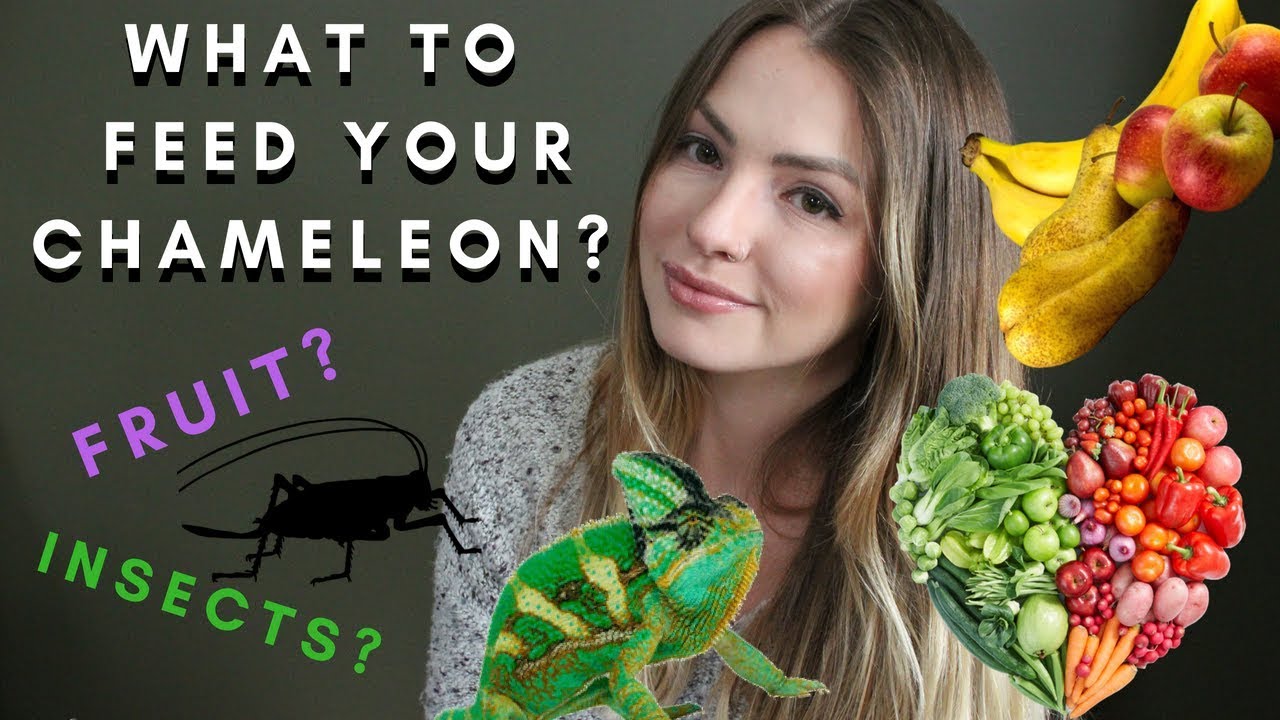 !!What To Feed Your Chameleon!!