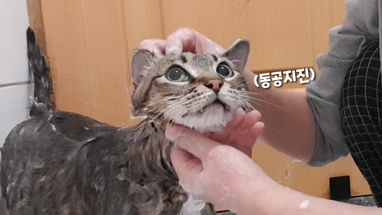 생애 첫 목욕 애.애.애.애.옹!