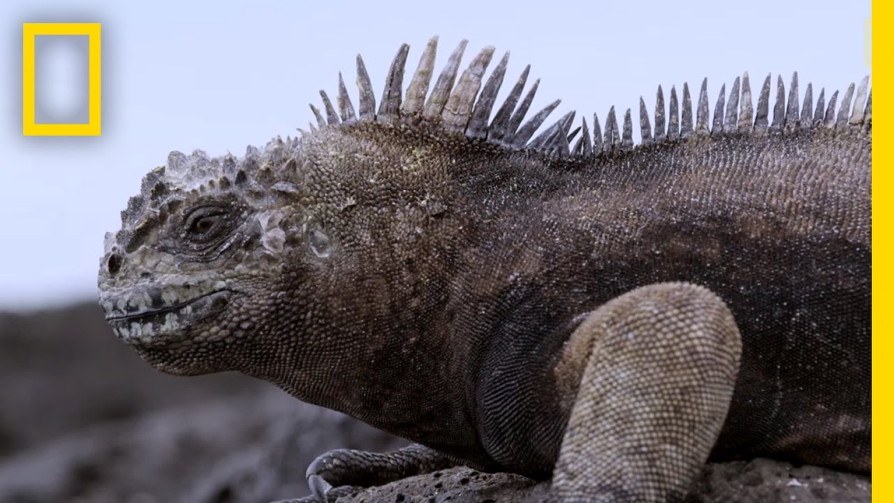 Experience the Beauty of the Galápagos' New Marine Sanctuary | National Geographic