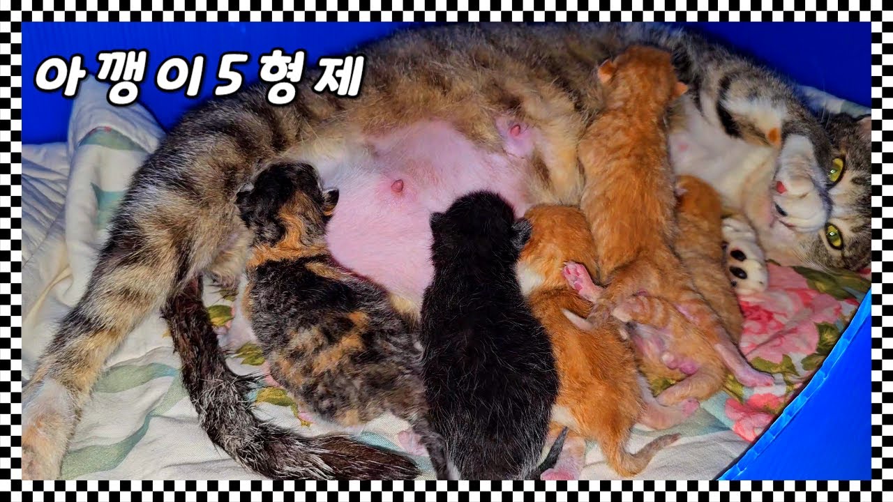소년을 따라 집에 온 길고양이는 아깽이 5마리를 출산 했다