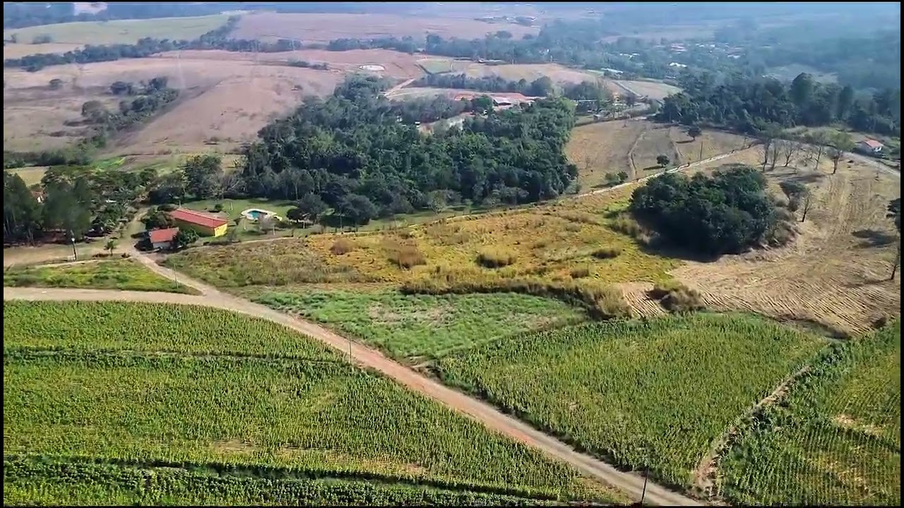 Campo de girassóis na região de Ajapi, SP.